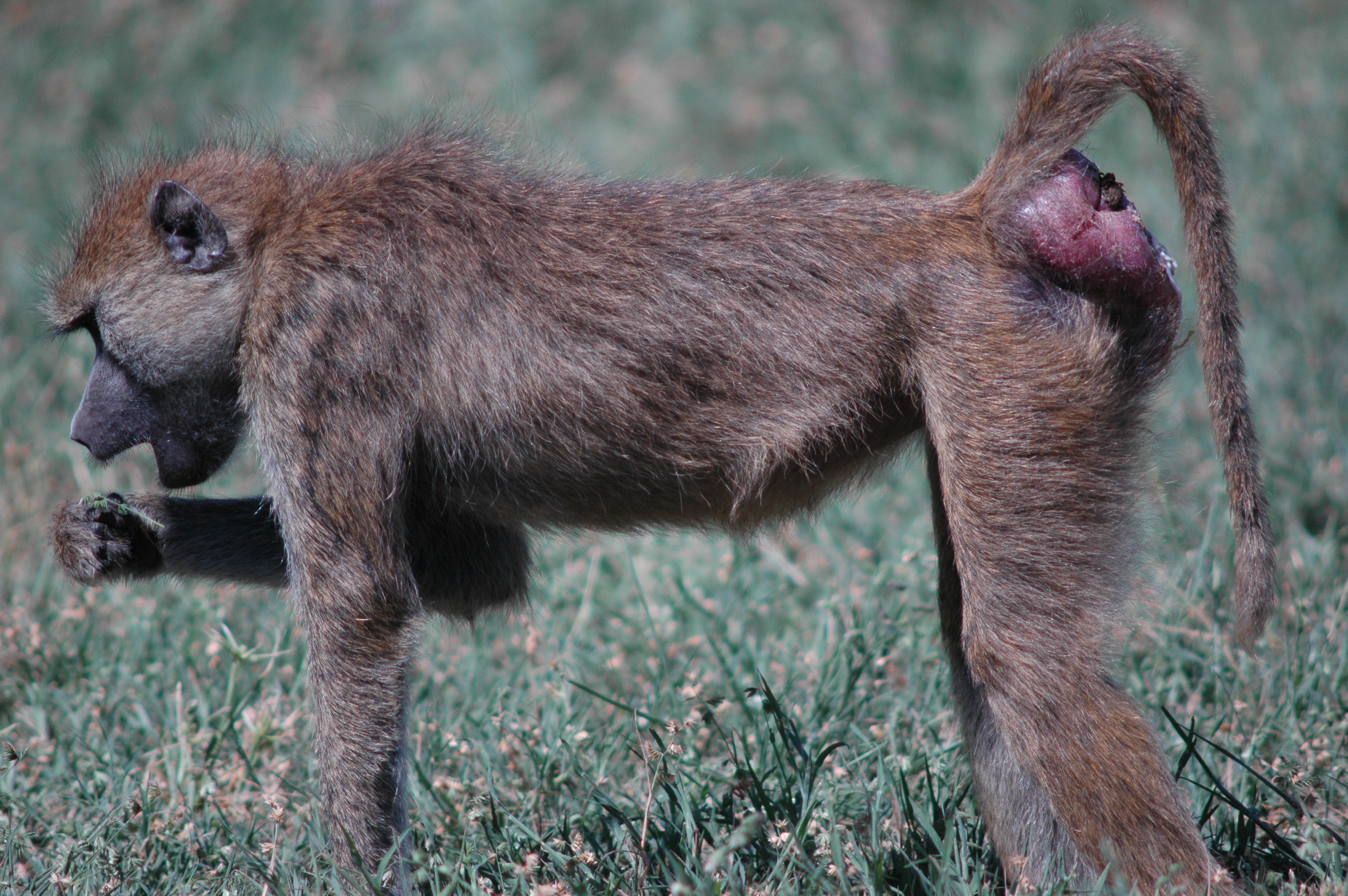 fitzpatrick research