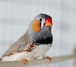 zebra finch