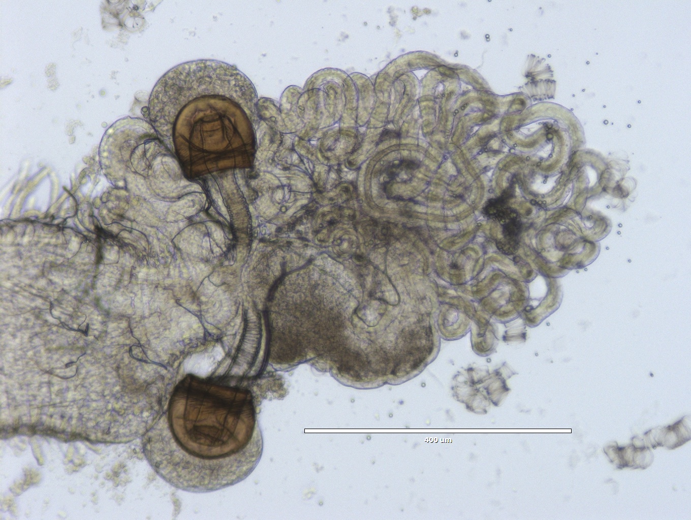 peckenpaugh research