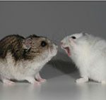 hamsters